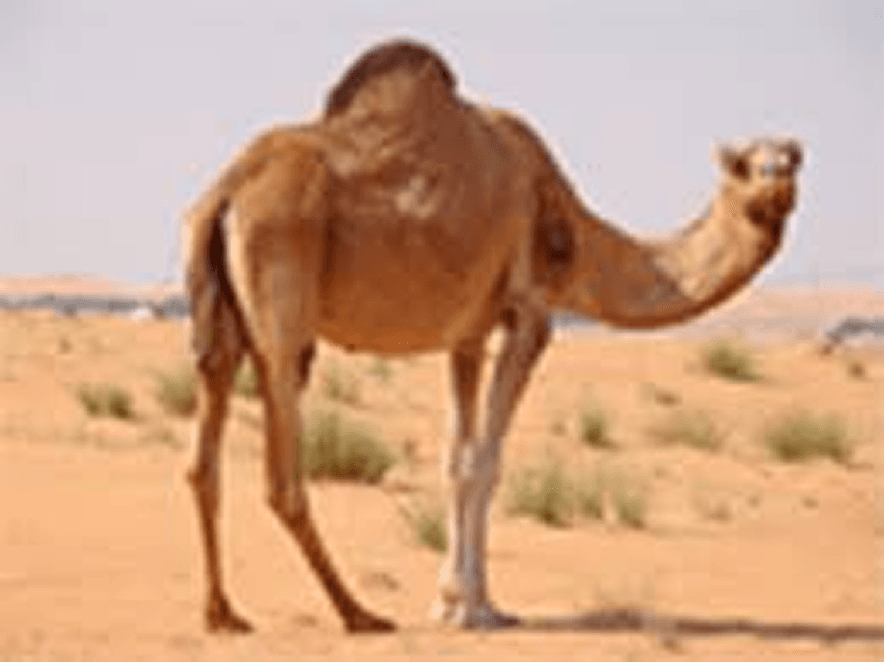 A camel standing in desert dunes, before enhancement